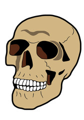 schädel