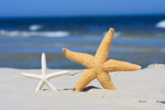 Starfish and seashell on sand