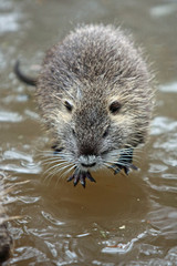 Nutria