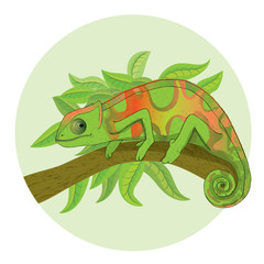 Fototapeta premium Chameleon