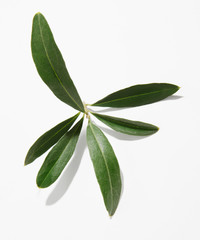 olivenblatt