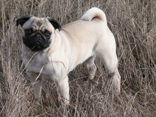 Obraz premium carlin10