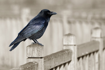 corbeau oiseau noir malheur animalier bec commun ville © shocky