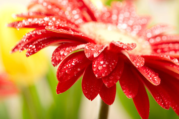 Closeup of  red daisy-gerbera with waterdrops