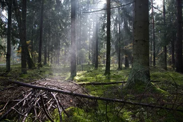  Sunlight entering misty coniferous forest © Aleksander Bolbot