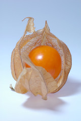 Physalis