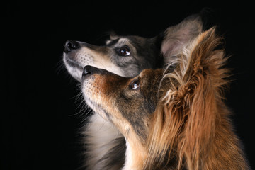 Attentive Dogs