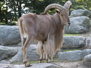 Mountain Goat