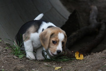 Beagle-Welpe