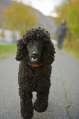 Black poodle puppy walking