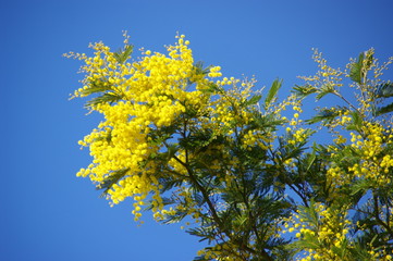 MIMOSA