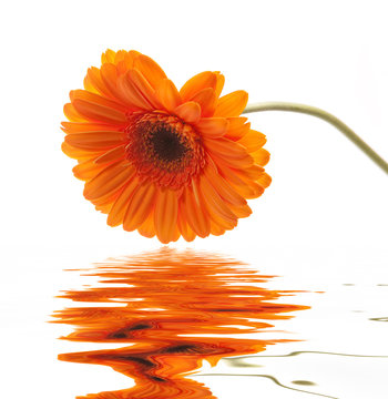 flower reflecting