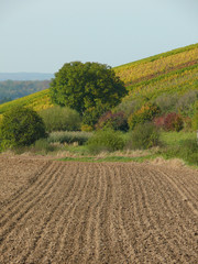 Acker und Weinberg