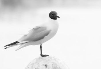 Black-headed Gull-black and white image