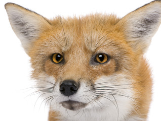 Fototapeta premium Red fox (4 years)- Vulpes vulpes