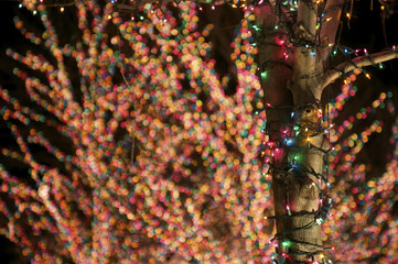 Holiday Lights on a Tree