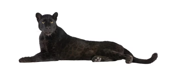 Foto auf Acrylglas Panther Schwarzer Leopard (6 Jahre)
