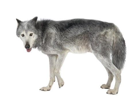 Mackenzie Valley Wolf (8 years)  - Canis lupus occidentalis