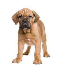 Obraz premium Dogue de Bordeaux puppy (2 months)