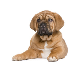Dogue de Bordeaux puppy (2 months)