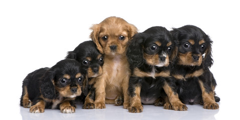 Cavalier King Charles puppy (7 weeks)