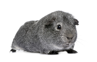guinea pig