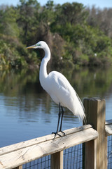 Great Egret