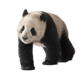Panda géant (18 mois) - Ailuropoda melanoleuca