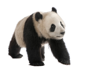Obraz premium Giant Panda (18 miesięcy) - Ailuropoda melanoleuca