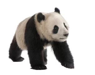 Photo sur Plexiglas Panda Panda géant (18 mois) - Ailuropoda melanoleuca