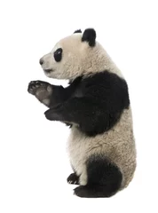 Photo sur Aluminium Panda Panda géant (18 mois) - Ailuropoda melanoleuca