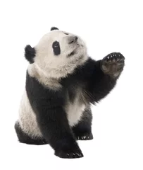 Tableaux sur verre Panda Panda géant (18 mois) - Ailuropoda melanoleuca