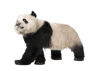 Obraz premium Giant Panda (18 miesięcy) - Ailuropoda melanoleuca