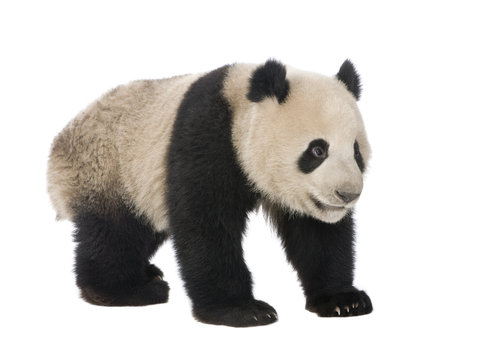 Fototapeta Giant Panda (18 months) - Ailuropoda melanoleuca