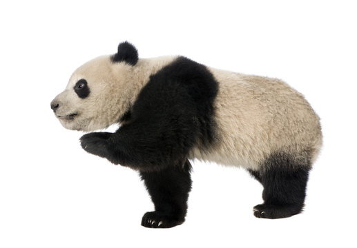 Fototapeta Giant Panda (18 months) - Ailuropoda melanoleuca