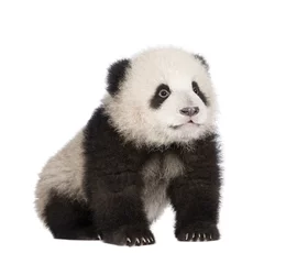 Photo sur Plexiglas Panda Panda géant (6 mois) - Ailuropoda melanoleuca