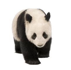 Papier Peint photo Panda Panda géant (18 mois) - Ailuropoda melanoleuca
