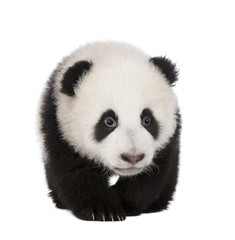 Giant Panda (4 months) - Ailuropoda melanoleuca