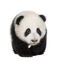 Papier Peint photo Panda Panda géant (4 mois) - Ailuropoda melanoleuca