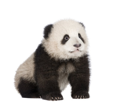 Fototapeta Giant Panda (6 months) - Ailuropoda melanoleuca