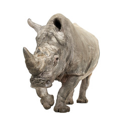 White Rhinoceros - Ceratotherium simum ( +/- 10 years) © Eric Isselée