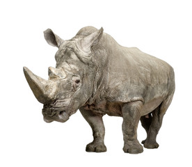 White Rhinoceros - Ceratotherium simum ( +/- 10 years) © Eric Isselée