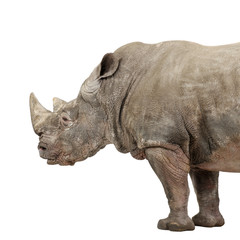 Obraz premium White Rhinoceros - Ceratotherium simum ( +/- 10 years)