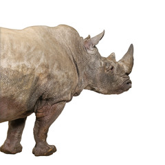 White Rhinoceros - Ceratotherium simum ( +/- 10 years)