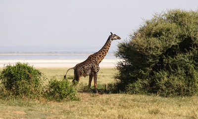 Giraffe - african mammal, the tallest of all land-living animal.