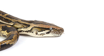 python