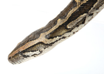 python