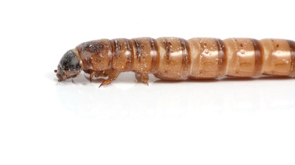 mealworm