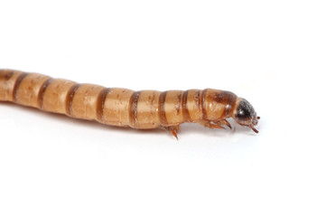 mealworm