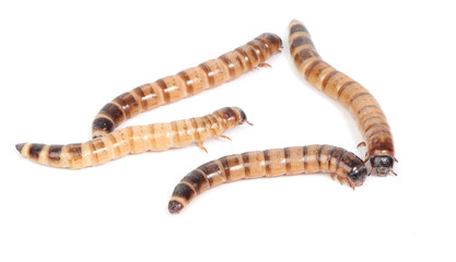 mealworms